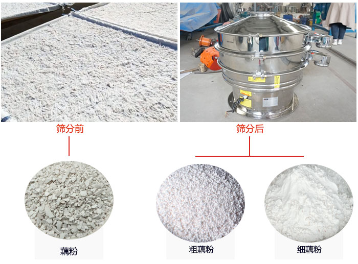 蓮藕淀粉曬干，采用304不銹鋼材質(zhì)藕粉振動(dòng)篩篩分后前后對(duì)比效果圖展示。